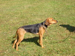Schillerstövare dog on the field