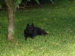 Schipperke dog near the tree