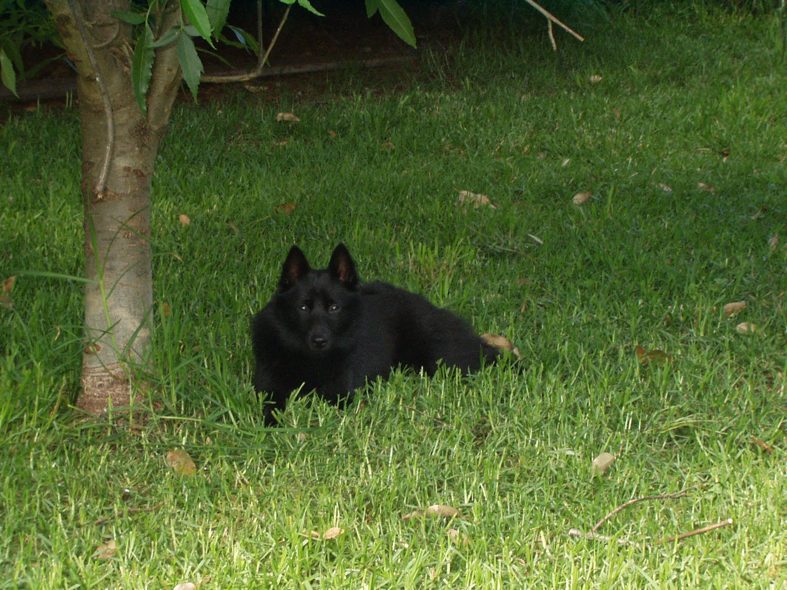 Schipperke dog near the tree wallpaper
