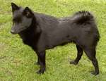 Schipperke dog on the grass