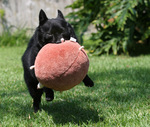 Schipperke dog with a toy