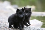 Schipperke puppies