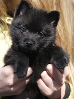 Schipperke puppy