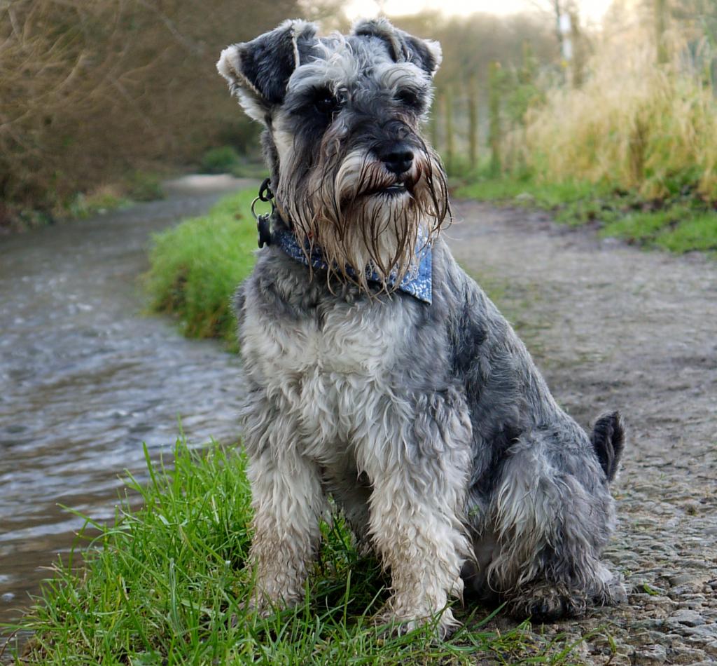 Schnauzer, Standard dog by the river wallpaper