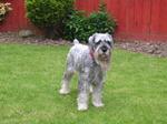 Schnauzer, Standard dog on the grass