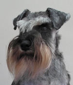 Schnauzer, Standard dog portrait