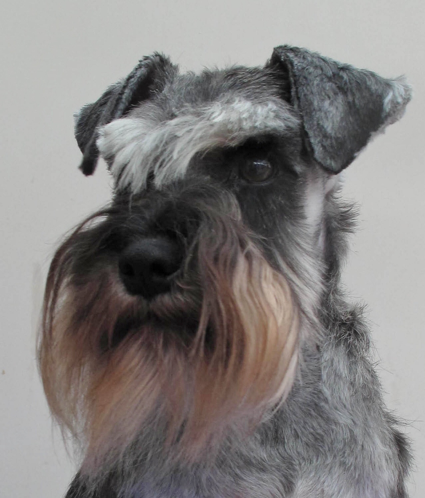 Schnauzer, Standard dog portrait wallpaper
