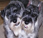 Schnauzer, Standard dogs faces