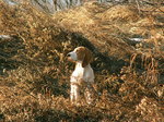 Schweizer Laufhund in the field