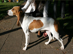 Schweizer Laufhund with his owner