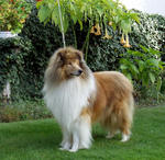 Scotch Collie dog on the grass