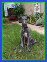 Scottish Deerhound dog near the house