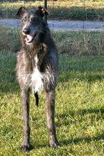 Scottish Deerhound dog near the water