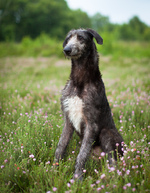 Scottish Deerhound on the field