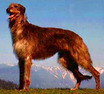 Scottish Deerhound wallpaper