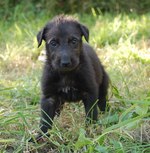 Scottish Deerhound puppy