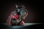 Scottish Terrier dog portrait