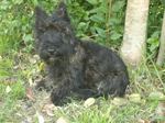 Scottish Terrier in the forest