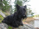 Scottish Terrier near the water