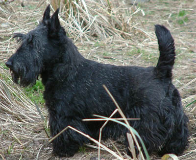 Scottish Terrier wallpaper