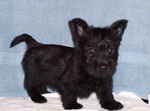  Scottish Terrier puppy