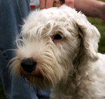 Sealyham Terrier dog face