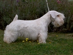 Sealyham Terrier dog in the forest