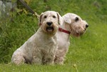 Sealyham Terrier dogs in the forest