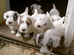 Sealyham Terrier puppies