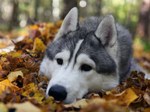 Seppala Siberian Sleddog dog face