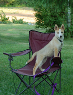 Seppala Siberian Sleddog on the chair