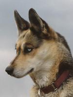 Seppala Siberian Sleddog portrait