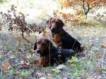 Serbian Hound dogs