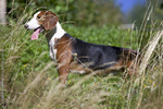 Serbian Tricolour Hound in the field