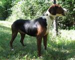 Serbian Tricolour Hound in the grass