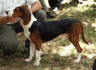 Serbian Tricolour Hound wallpaper