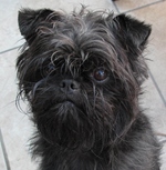 Serious black Affenpinscher