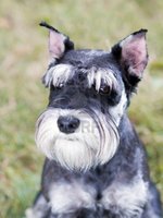 Serious Miniature Schnauzer dog 