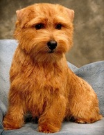 Serious Norfolk Terrier dog 