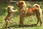 Shar Pei dog and a puppy