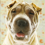 Shar Pei dog face