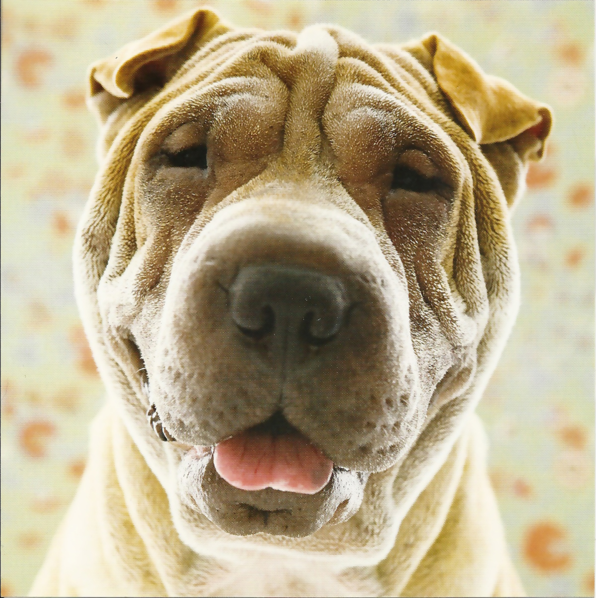 Shar Pei dog face photo and wallpaper. Beautiful Shar Pei dog face pictures