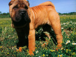 Shar Pei dog in the field