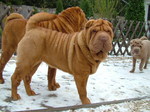 Shar Pei dog in the snow