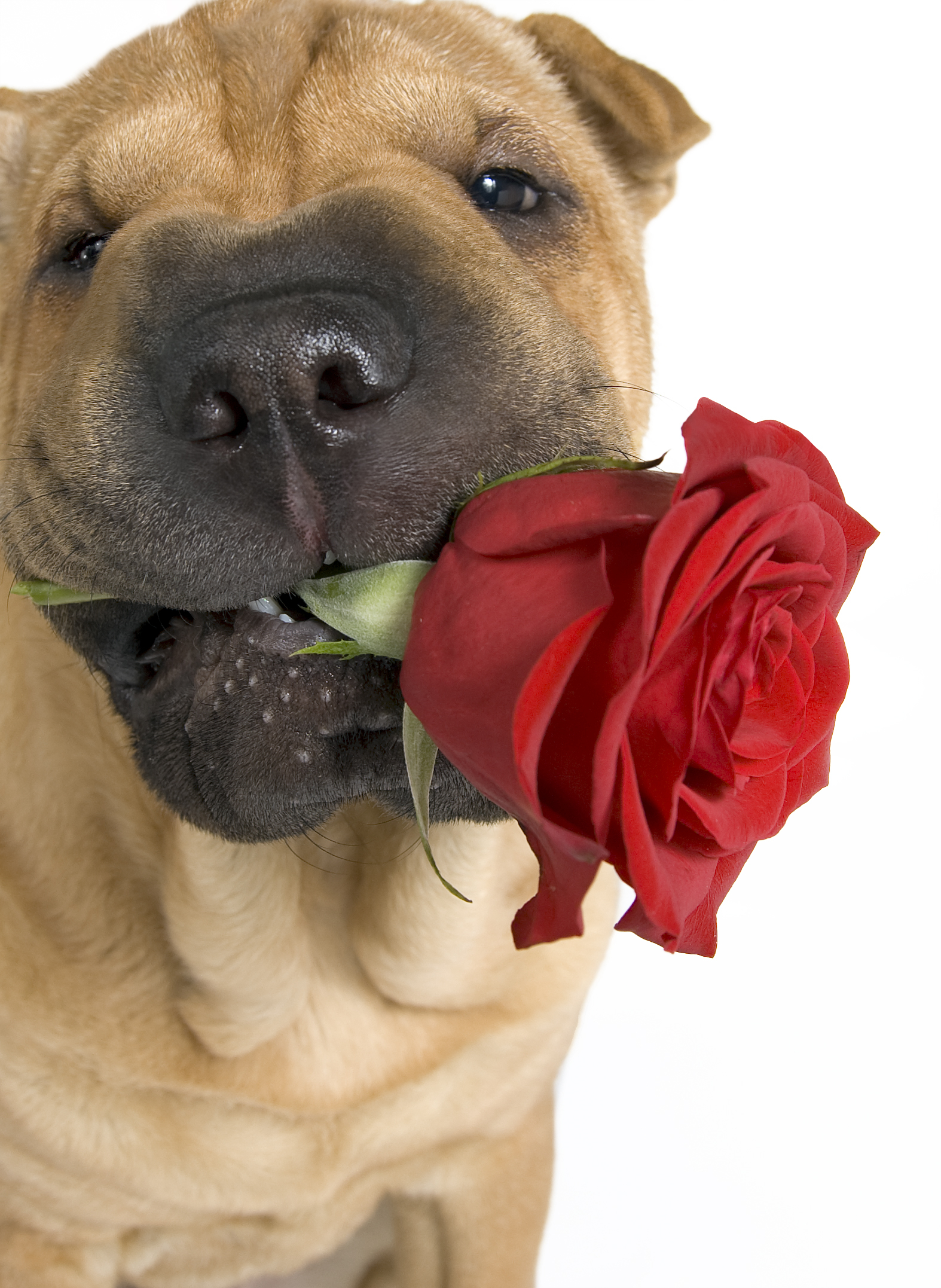 Shar Pei dog with cute rose фото