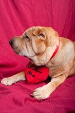 Shar Pei nice portrait