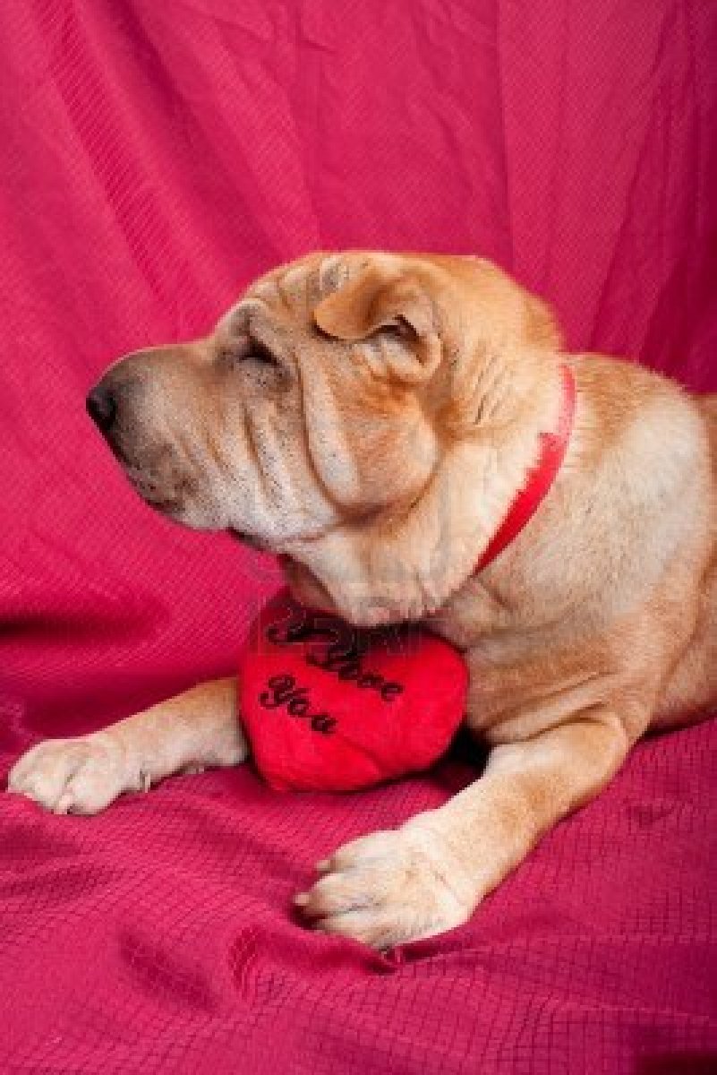 Shar Pei nice portrait фото