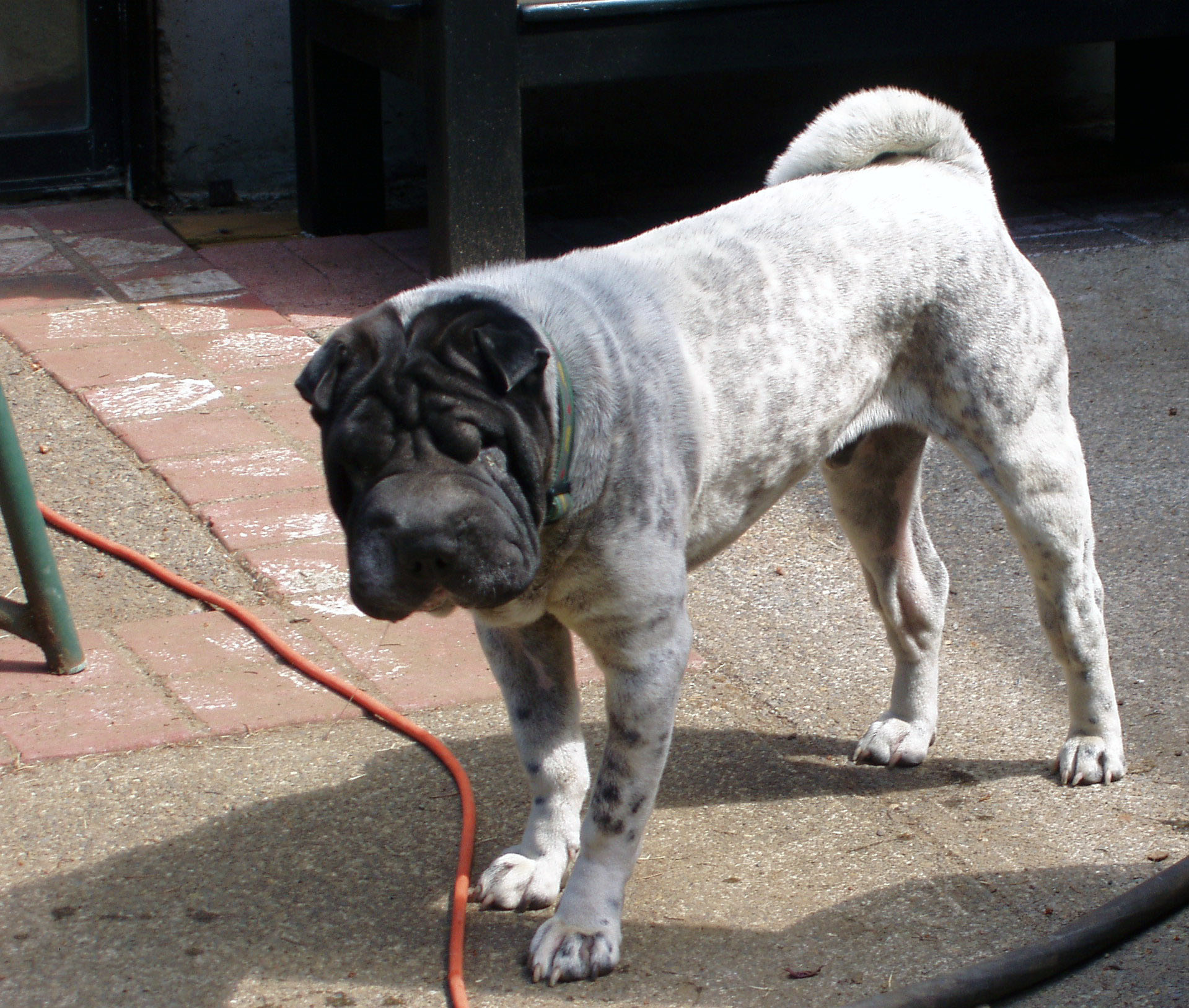 Shar Pei wallpaper