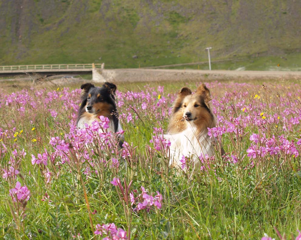Shetland Sheepdog dogs in flowers wallpaper