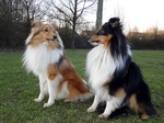 Shetland Sheepdog dogs 